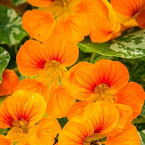 Nasturtiums