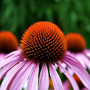 Echinacea flower